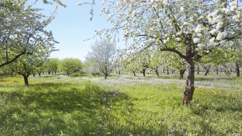 A tree bloomed with white flowers in spring Stock Footage 131633854