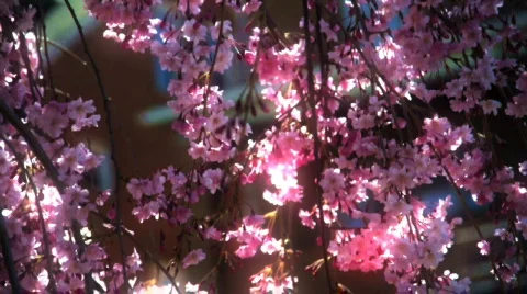 Tree Blooming 457 Stock Footage