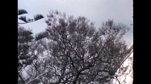 Tree with Blooming Branches Stock Footage 278331897