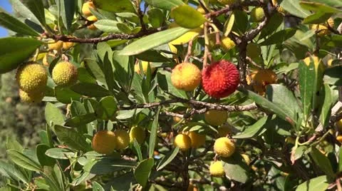 Tree blooming Stock-Footage 12297179