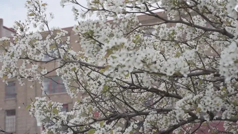 Tree blooming in industrial area Stock Footage 131263625