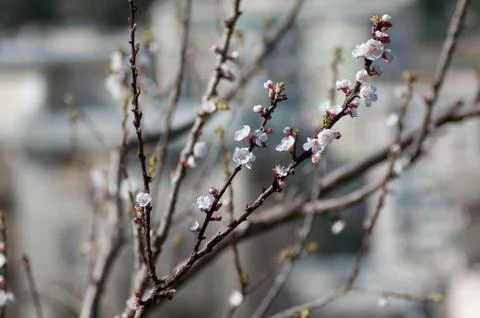 Tree that is blooming Stock Photos