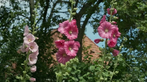 Tree blooming pink and red hollyhock plants waving in the wind Stock Footage 200828703