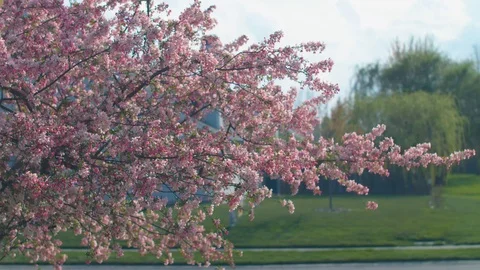 Tree blooming with pink flowers blowing in the wind Stock Footage