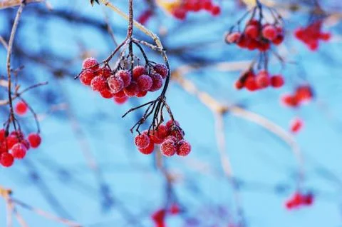 A tree blooming with Rowan berries in the fall, shallow focus Stock Photos