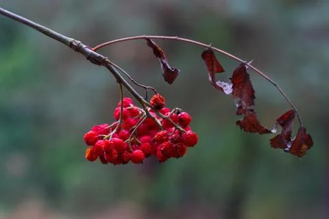 A tree blooming with Rowan berries in the fall, shallow focus. Stock Photos