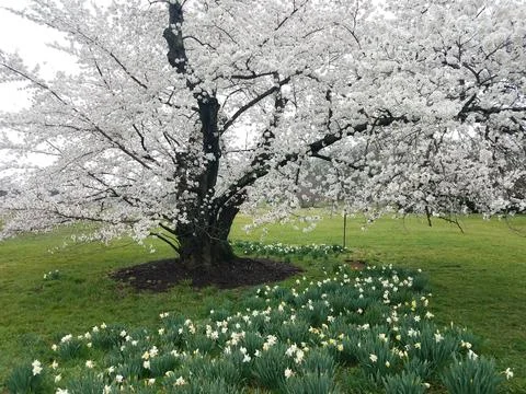 Tree blooming with white cherry blossoms outdoor with grass Stock Photos