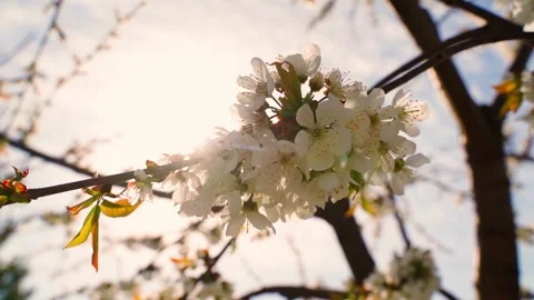 Tree blooming with white flowers close-up against a sunny sky background Stock Footage 310765818