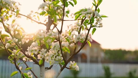 Tree blooming with white flowers close up against the sunset, smooth camera Stock-Footage 311565988