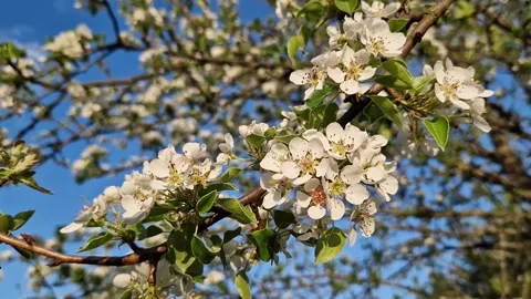 A tree blooming with white flowers Stock Footage 327876445