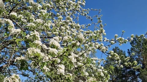 A tree blooming with white flowers Stock Footage 327876523