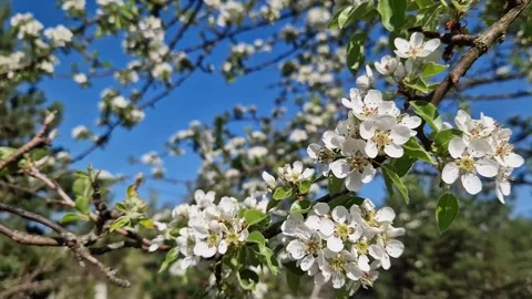 A tree blooming with white flowers Stock Footage 327876539