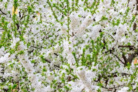 Tree blooming with white flowers in spring day. Stock Photos