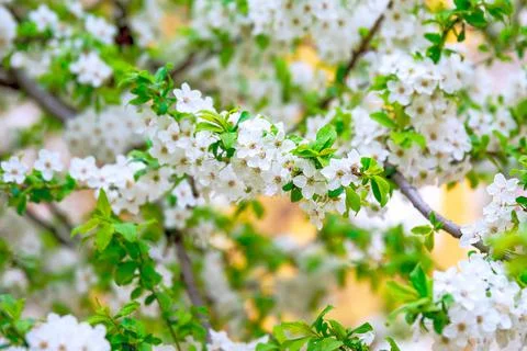 Tree blooming with white flowers in spring day. Stock Photos