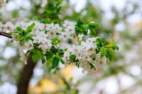 Tree blooming with white flowers in spring day. Stock Photos