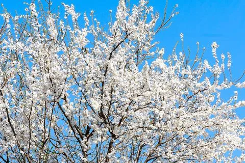Tree blooming with white flowers in spring day. Stock Photos