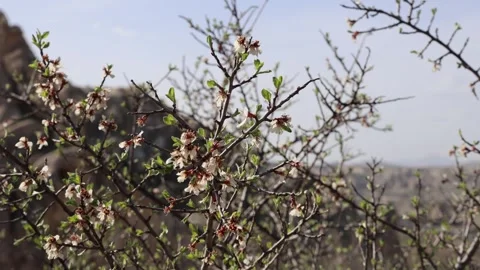 The tree blooms with beautiful flowers in spring in Capadocia 库存影片 311914435