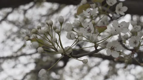 Tree blooms Stock Footage 131263633