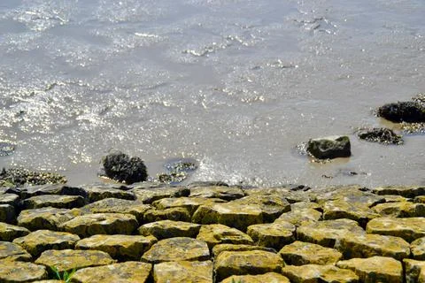 Tree blooms Stock Photos