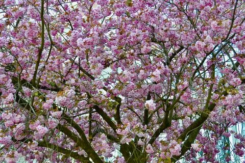 Tree blooms Stock Photos