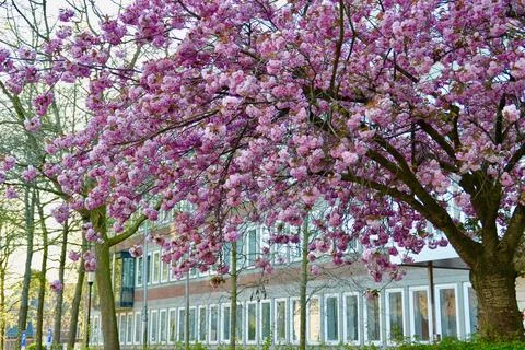 Tree blooms Stock Photos