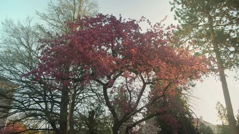 The tree blooms in pink. The rays of the sun at dawn. Stock Footage 129829557