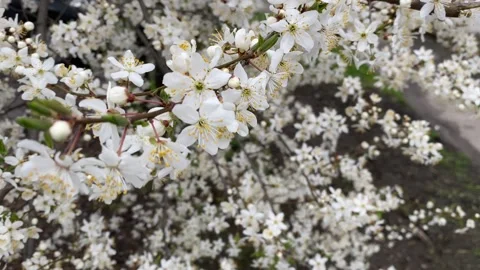 The tree blooms with small white flowers in spring. Stock Footage 186058033