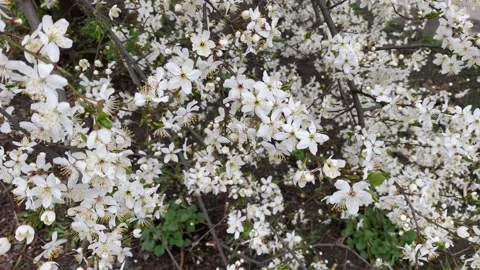 The tree blooms with small white flowers in spring. Stock Footage 186058041