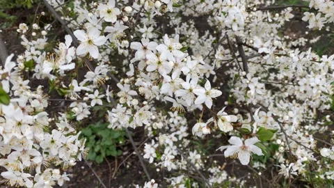 The tree blooms with small white flowers in spring. Stock Footage 186058046