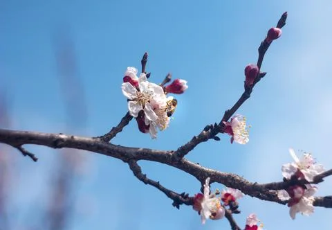 A tree blooms in spring, bees sit on flowers Stock Photos