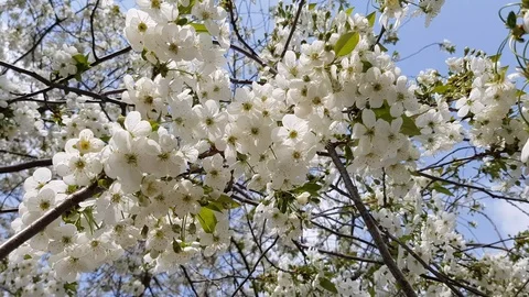 The tree blooms in the spring Stock-Footage 99937983