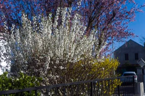 Tree blooms in a yard 写真素材