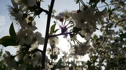 Tree blossom in 4K  [Cherry] 1 Stock Footage 36841892