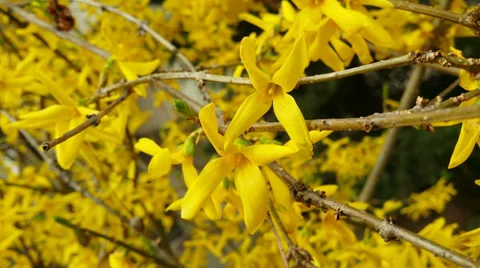 Tree blossom in 4K Stock Footage 36784954