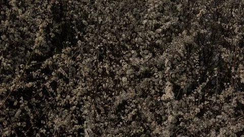 Tree blossom background abstract colour springtime UK 4K Stock Footage 106182256