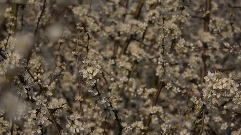 Tree blossom background abstract colour springtime hawthorn bush UK 4K Video stock 106183224