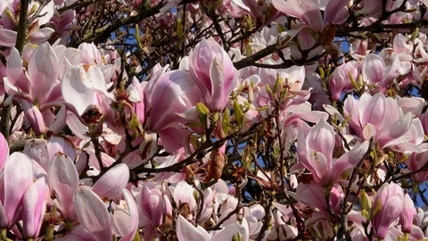 Tree blossom background abstract colour springtime UK 4K Video stock 106188666