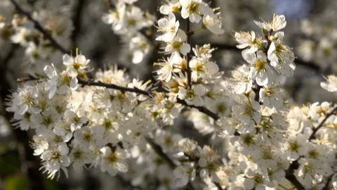 Tree blossom background abstract colour springtime UK 4K 库存影片 106509743