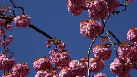 Tree blossom background abstract colour springtime UK 4K Stock Footage 106986941