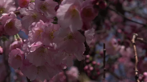 Tree blossom background abstract colour springtime UK 4K Stock Footage 151191391