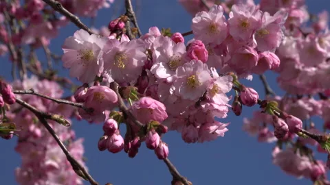 Tree blossom background abstract colour springtime UK 4K Stock Footage 151191646
