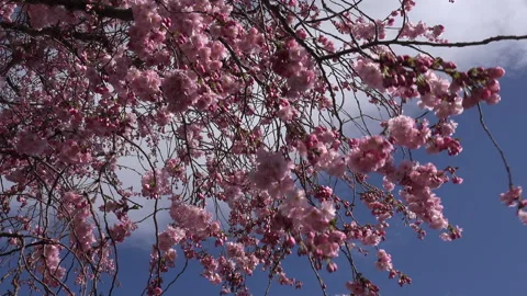 Tree blossom background abstract colour springtime UK 4K Stock Footage 151192093