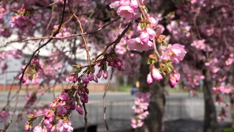 Tree blossom background abstract colour springtime cars and traffic UK 4K Stock Footage 151193198