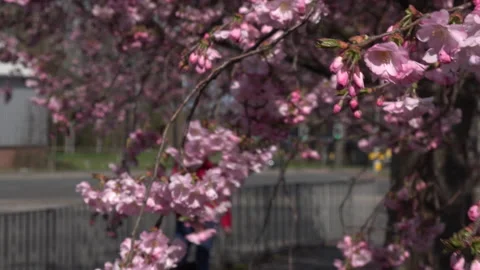 Tree blossom background abstract colour springtime cars and traffic UK 4K Stock Footage 151193418