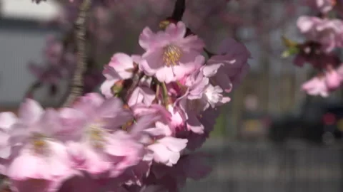 Tree blossom background abstract colour springtime cars and transport UK 4K Stock Footage 151193746
