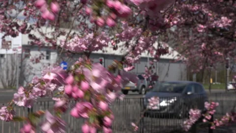 Tree blossom background abstract colour springtime cars and traffic UK 4K Stock Footage 151194157
