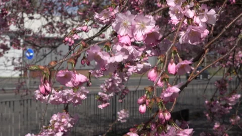 Tree blossom background abstract colour springtime and cars transport UK 4K Stock Footage 151194252