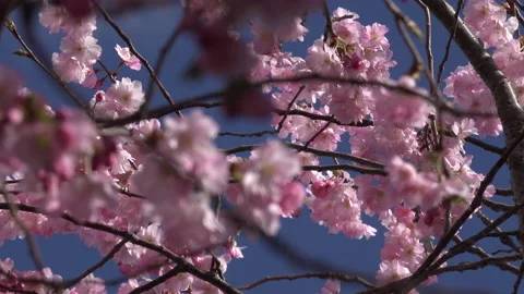 Tree blossom background abstract colour springtime UK 4K Stockbeeldmateriaal 151195072