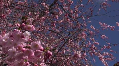 Tree blossom background abstract colour springtime UK 4K Stock Footage 151196732