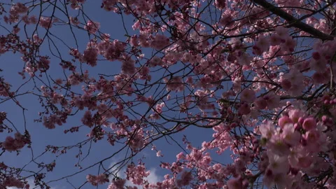 Tree blossom background blue sky abstract colour springtime UK 4K Stock Footage 151196340